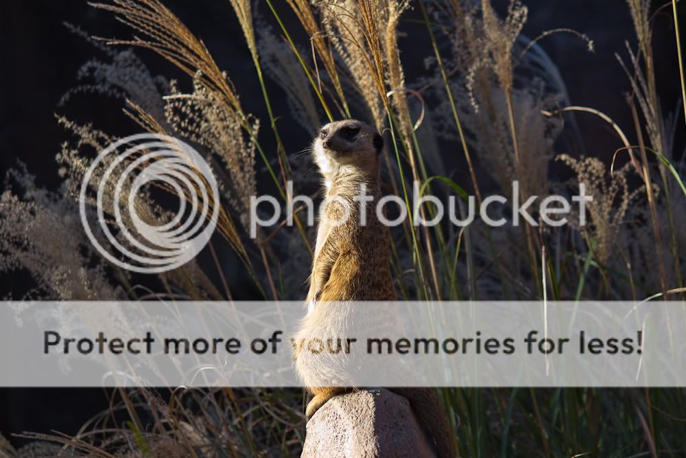 IMAGE: http://i939.photobucket.com/albums/ad231/gopherm/Thanksgiving%202011/DC-1-3.jpg