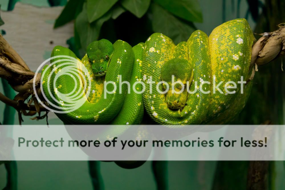 IMAGE: http://i939.photobucket.com/albums/ad231/gopherm/Thanksgiving%202011/DC-1-4-1.jpg