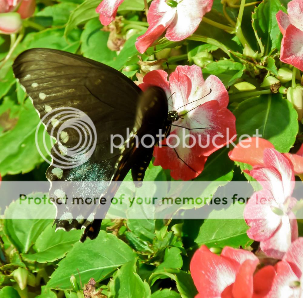 IMAGE: http://i939.photobucket.com/albums/ad231/gopherm/Walk%20in%20the%20woods/20110810P1000711-P1000711.jpg