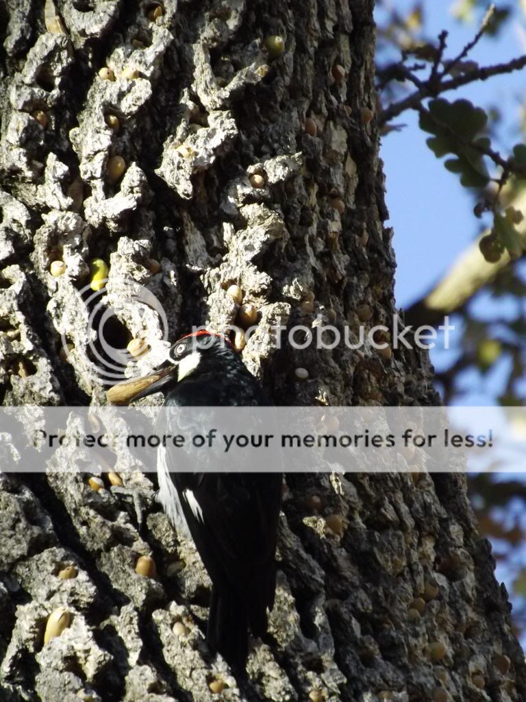 photo woodpecker_zpsdfb2c9b9.jpg