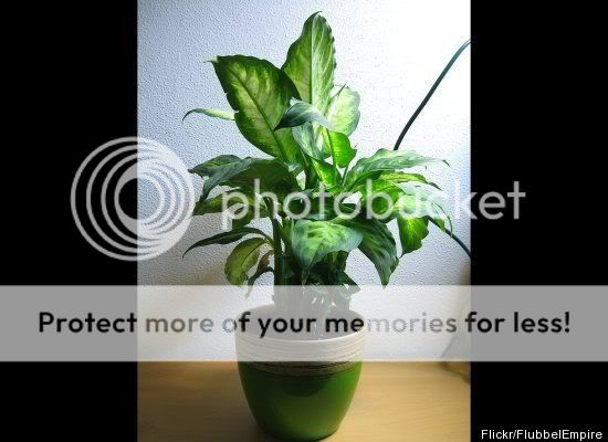 But Deadly Houseplants house plants low light. But Deadly Houseplants