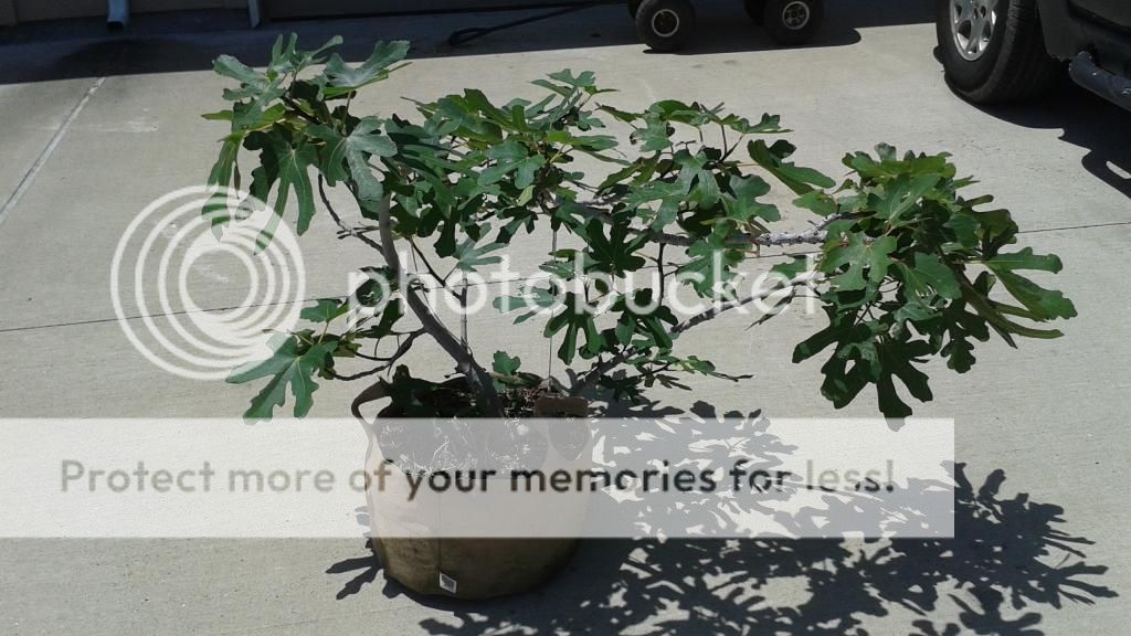 [20140517_122353_zpsxoyypwue]