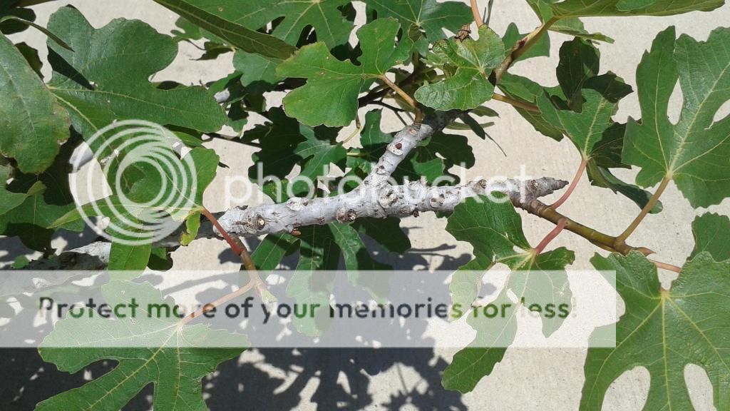 [20140517_122408_zpsgxeactww]