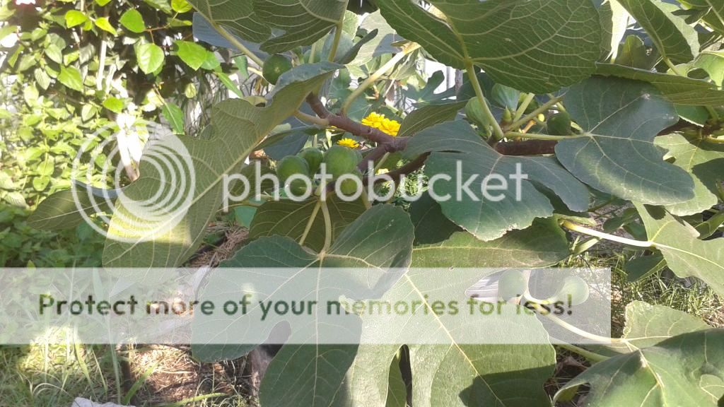 [20140610_184254_zpsfcgdowgt]