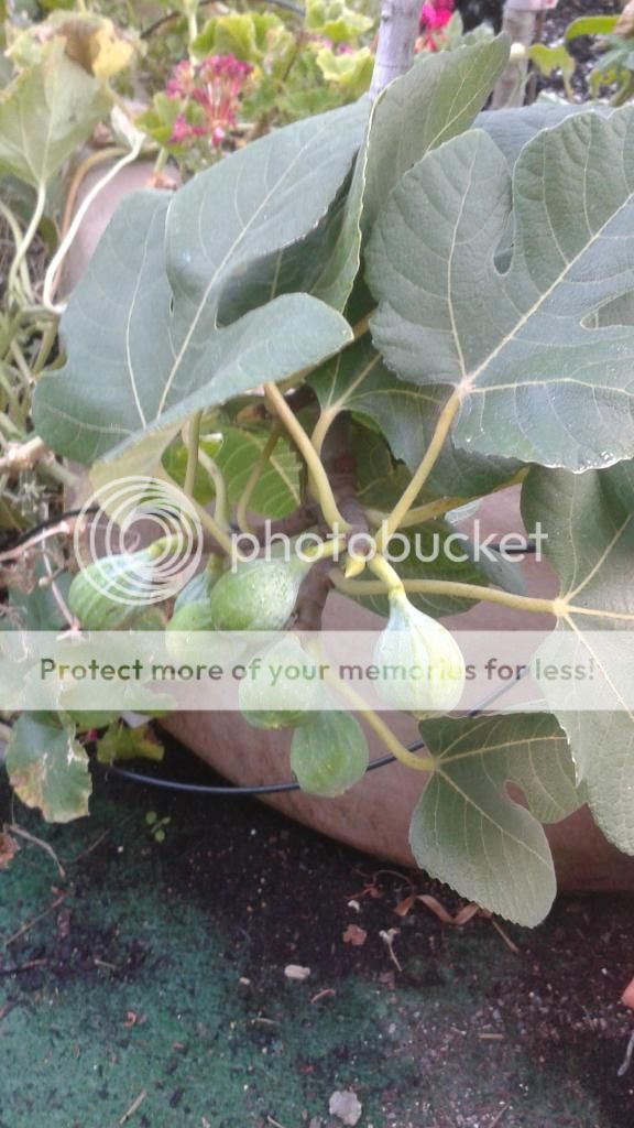 [20140617_200733_zpsgc20jkkd]