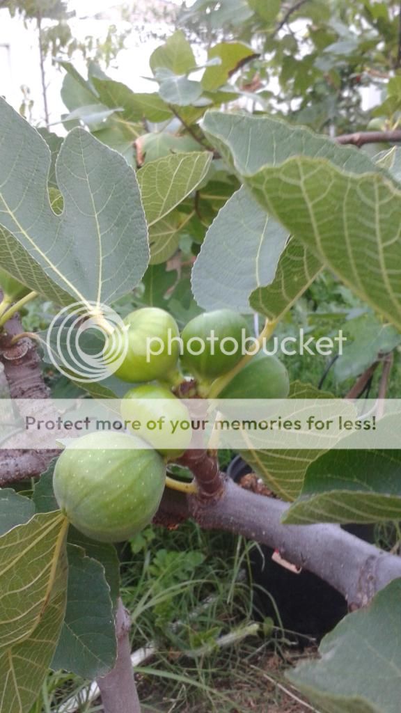 [20140617_200902_zpsojefduoi]