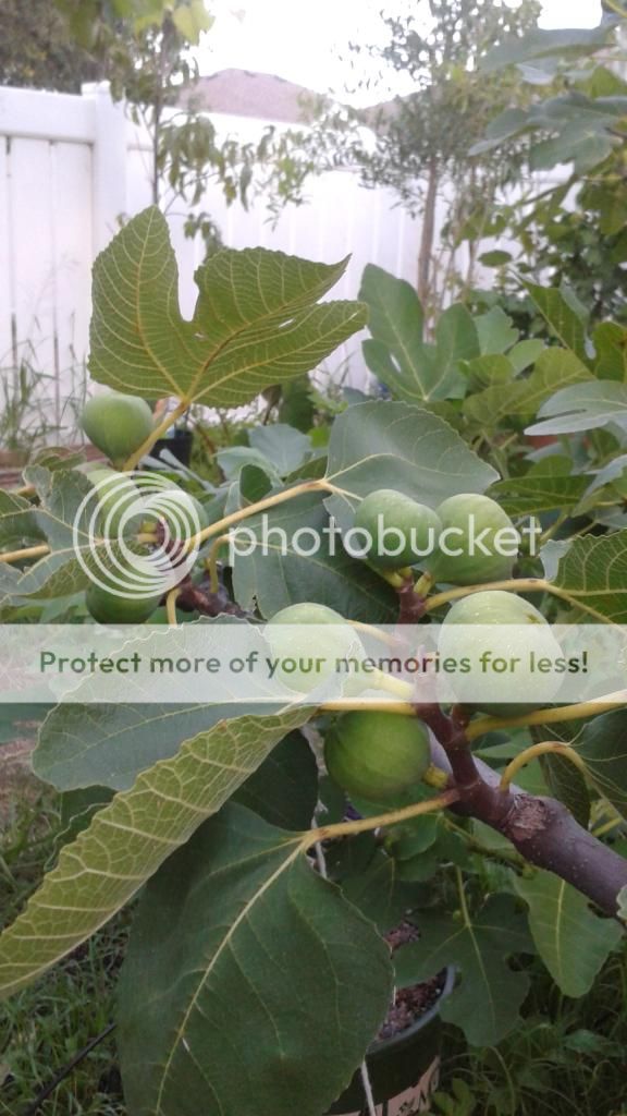 [20140617_200912_zpsyqu4c4o2]