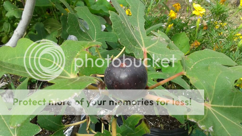 [20140628_095816_zps21ipc48k]