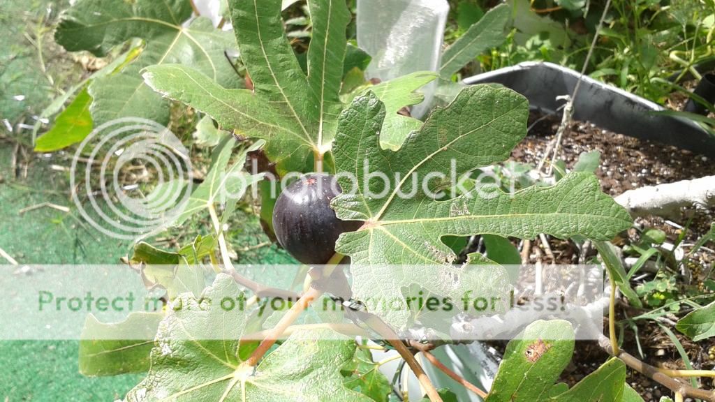 [20140628_095841_zps6xbt1fzq]