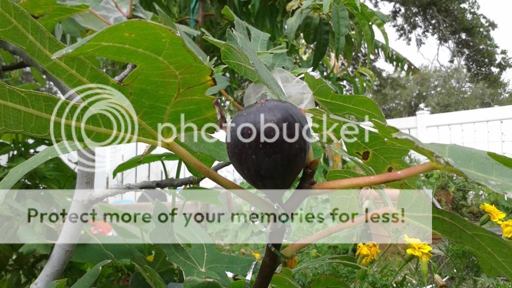 [20140628_095855_zps4hzqph2n]