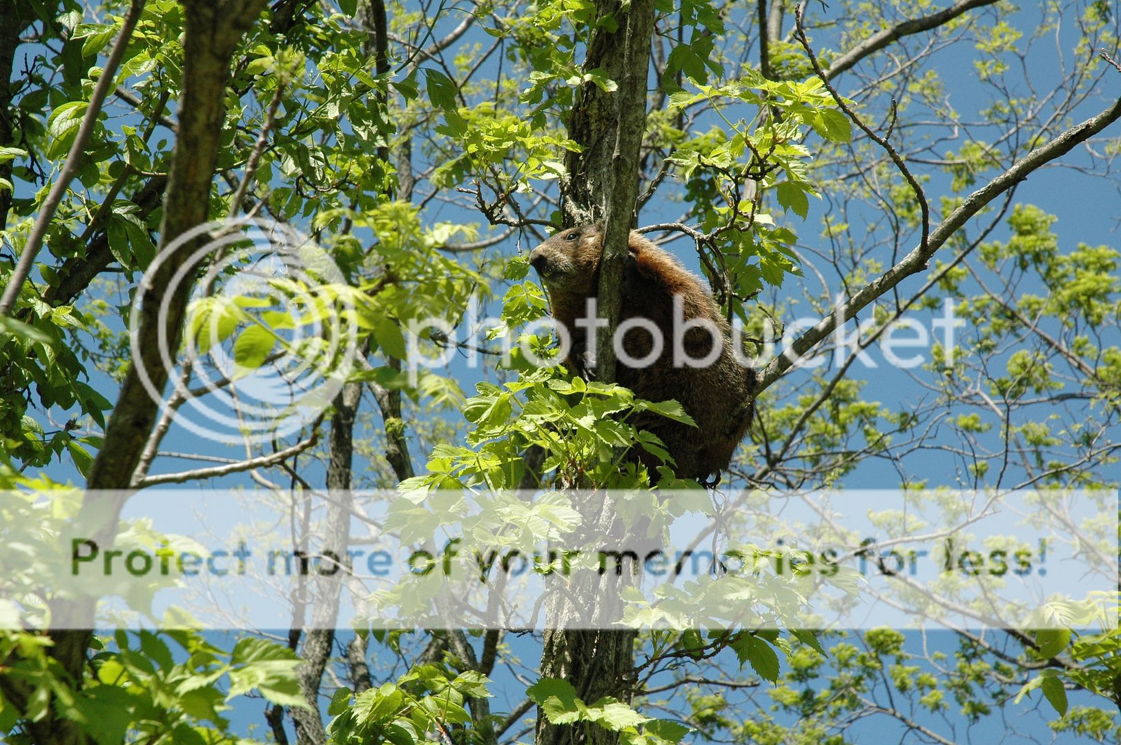 Ground hog in a tree? - Hunting Forum