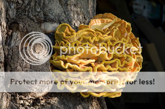 Валаам часть вторая. Отдыхательная Photobucket