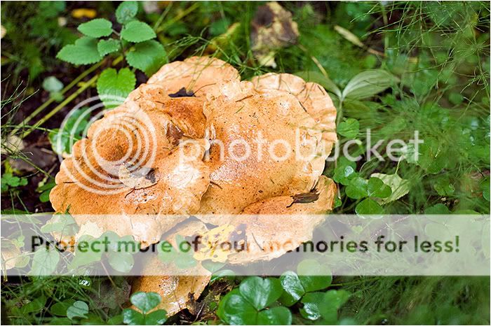 Валаам часть вторая. Отдыхательная Photobucket