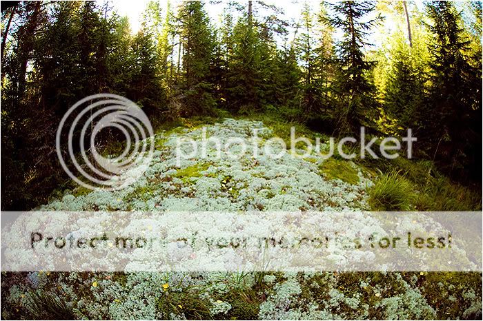 Валаам часть вторая. Отдыхательная Photobucket