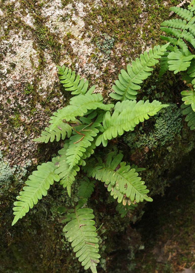 Plants without flowers