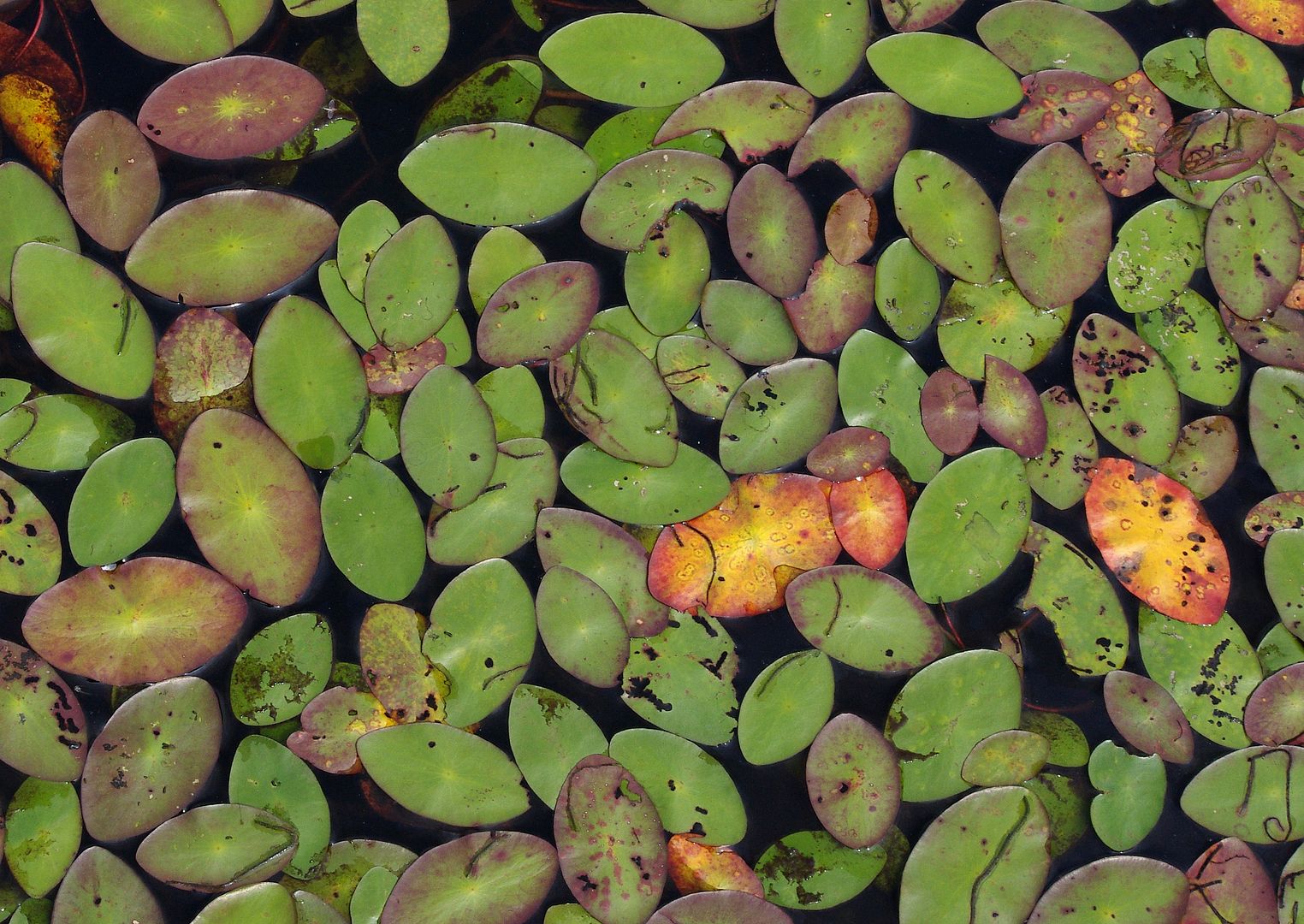 Plants without flowers