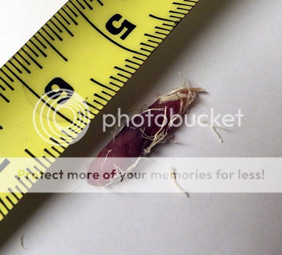 P2_zpsa407ca2e.jpg