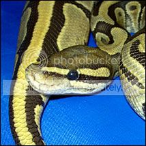 ballpython1_zps5cbb5d11.jpg
