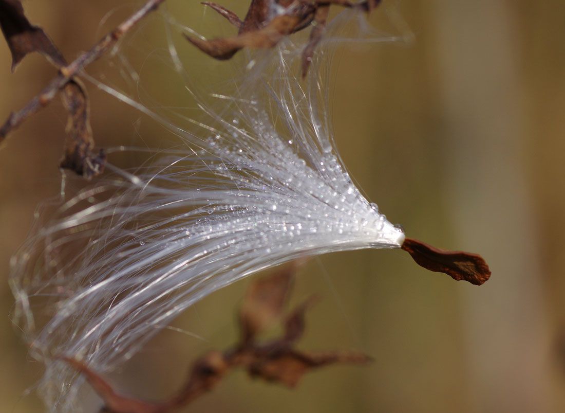 Plants without flowers