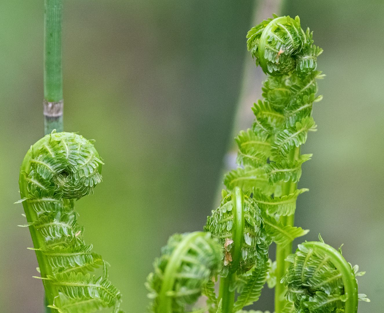 Plants without flowers Page 5