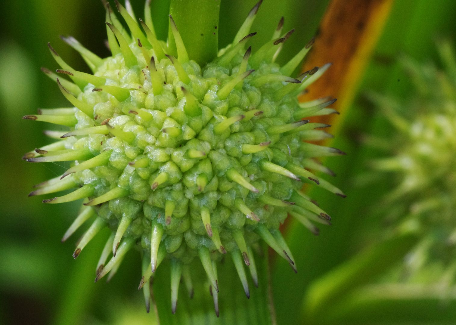 Plants without flowers Page 2