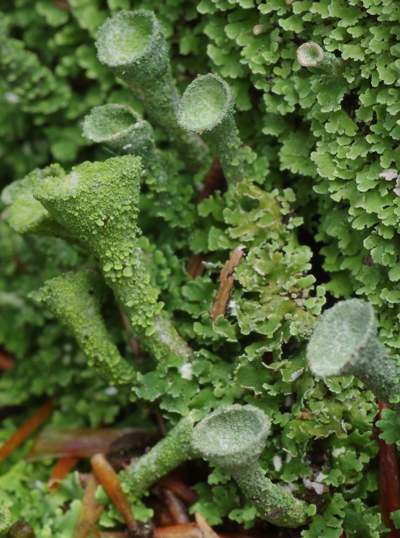 Plants without flowers