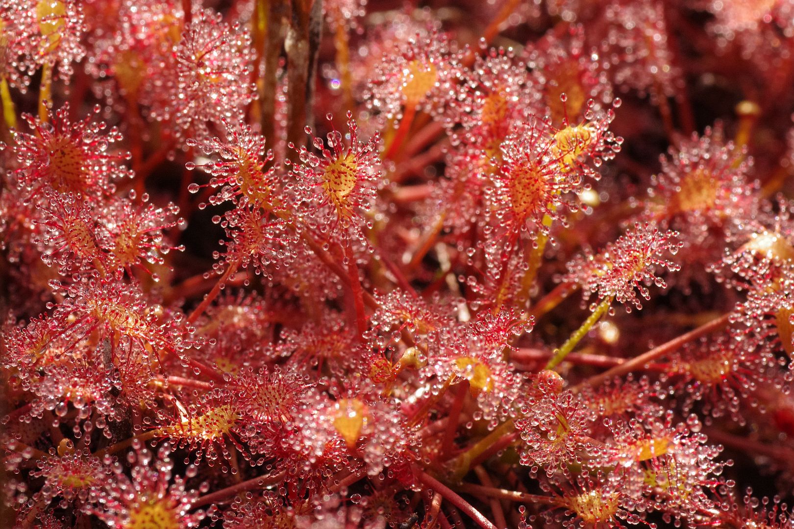 Plants without flowers