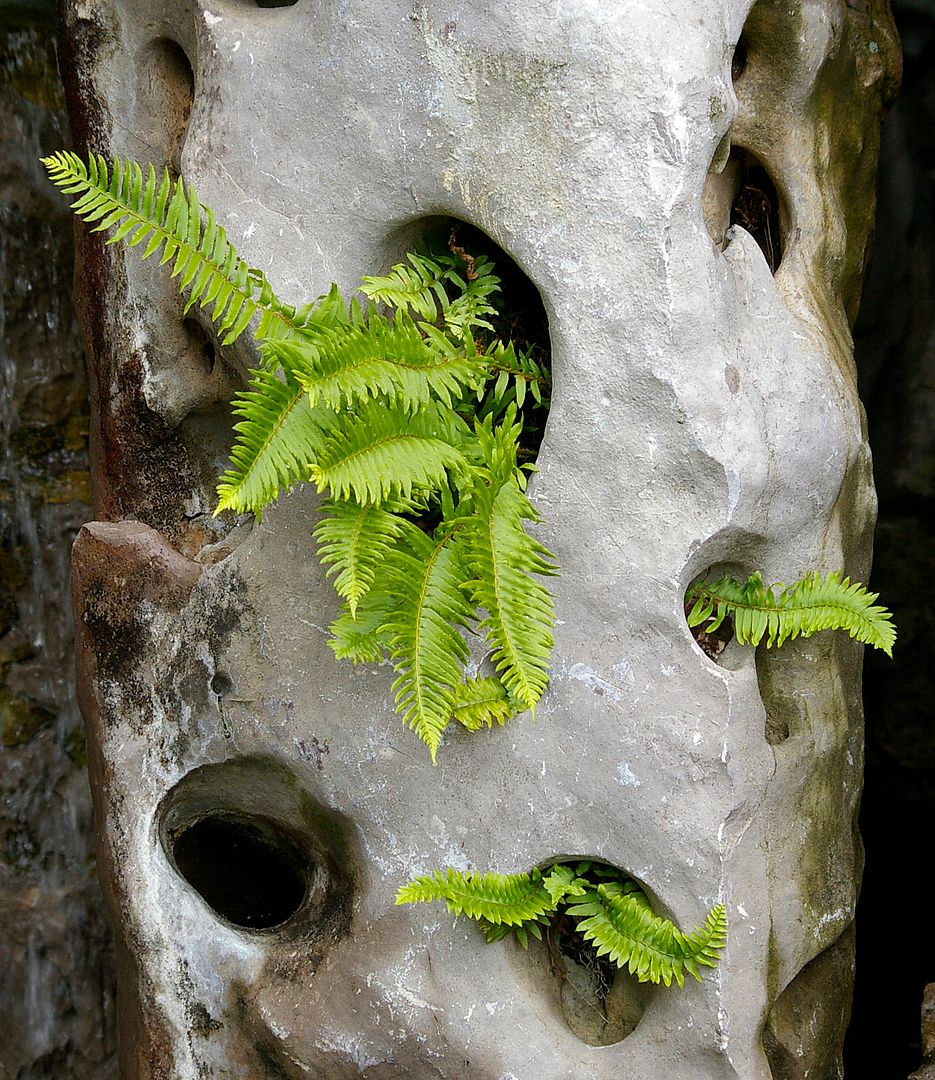 Plants without flowers Page 2